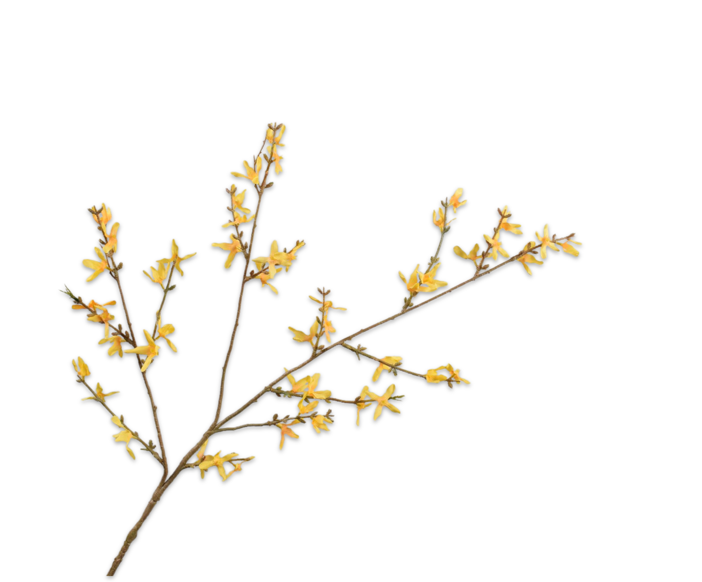 Forsythia Spray Yellow