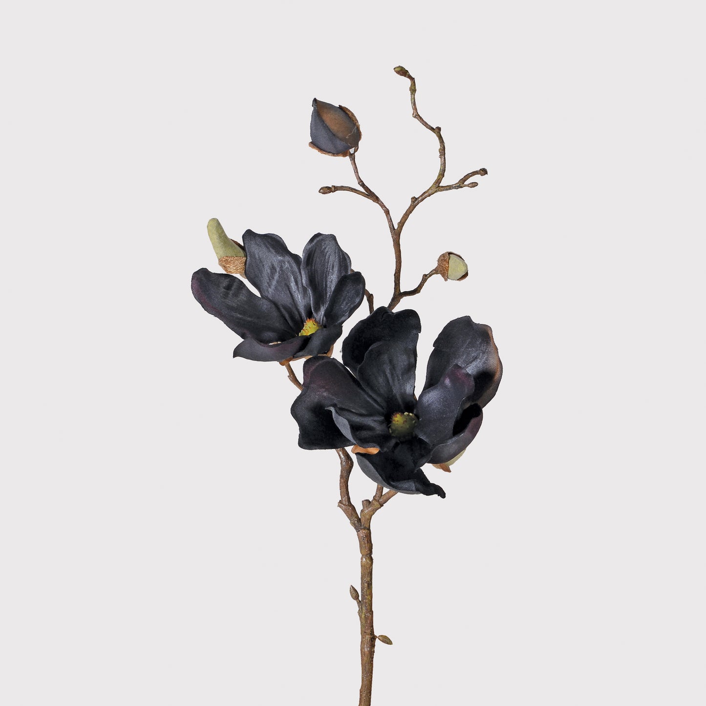 Black Magnolia